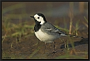 Witte Kwikstaart, White Wagtail, Motacilla alba Location: Wierden, the Netherlands witte kwikstaart3 kopie